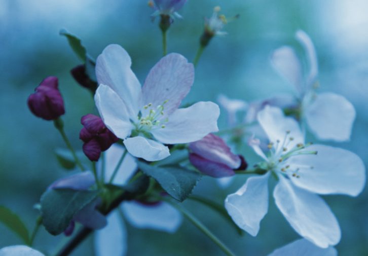 Spring 2021 eIssue Albany Episcopalian Available